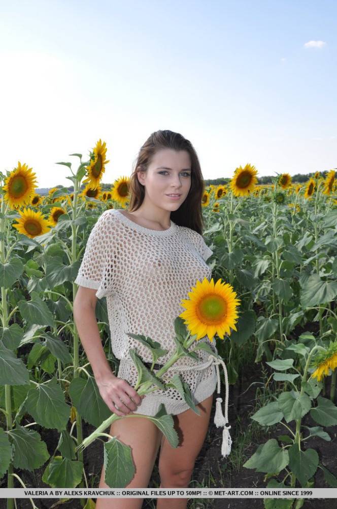 The Naked Body Of Cute Teen Valeria A Looks Great In The Sun Flowers Field - #12